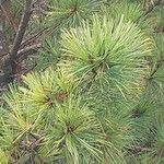 Pinus cembra ഇല