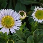 Erigeron glaucus Virág