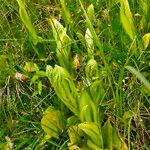 Himantoglossum hircinumFlower