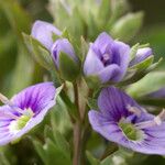 Veronica anagallis-aquatica Flower