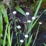 Eriocaulon aquaticum Kwiat