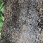 Xylopia katangensis Corteza