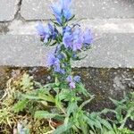 Echium vulgareFlower