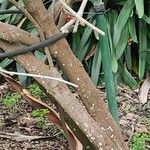 Calliandra haematocephala Bark