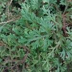 Selaginella concinna Deilen