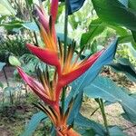 Heliconia latispatha Λουλούδι