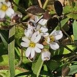 Draba vernaÕis