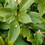 Pachysandra terminalis Leaf