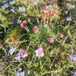 Armeria maritima Blüte