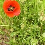 Papaver rhoeas Habitat