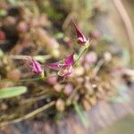 Bulbophyllum intertextum Floro