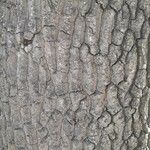 Quercus castaneifolia Bark