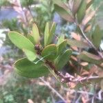 Melaleuca rugulosa Leaf