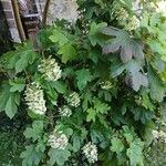 Hydrangea quercifolia Habitat