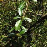 Pyracantha angustifolia Deilen