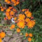 Pilosella guthnikiana Flower