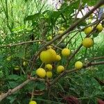 Solanum linnaeanum Плод