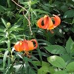 Lilium michiganense Virág