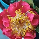 Camellia japonica फूल