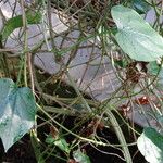 Ipomoea corymbosa Leaf