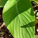 Ensete ventricosumHabitus