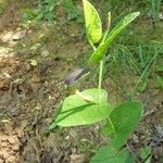 Aristolochia rotundaFlower