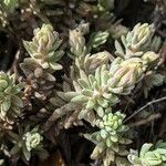 Sedum rupestre Liść