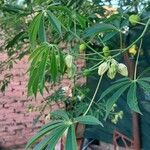 Manihot grahamii Leaf