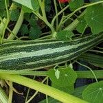 Cucurbita pepo Fruit
