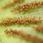 Asplenium buettneri Leaf