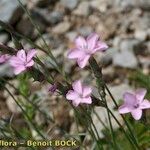 Dianthus furcatus Other