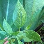 Capsicum pubescens Hoja