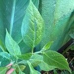 Capsicum pubescens Leaf