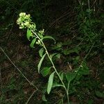 Inula conyza Mosusu