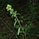 Inula conyza Outro