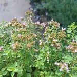 Origanum majoranaЦвят