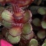 Saxifraga biflora Лист