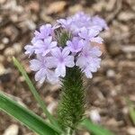 Verbena rigida Floare