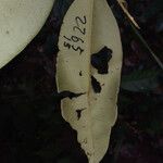 Micropholis guyanensis Folha