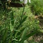 Iris albicans Alkat (teljes növény)