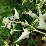 Atriplex sagittata Leaf