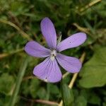 Viola cornuta Flower