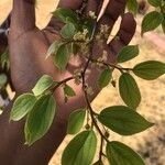 Celtis africana Folio
