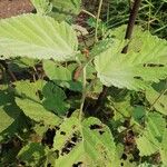 Sida cordifolia পাতা