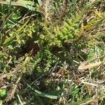 Pedicularis palustris ഇല