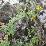 Potentilla inclinata Cvet