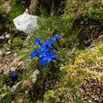 Gentiana terglouensis Flor