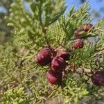 Juniperus phoeniceaMeyve