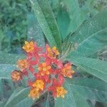 Asclepias curassavicaFleur