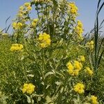 Tephroseris palustris Mosusu
